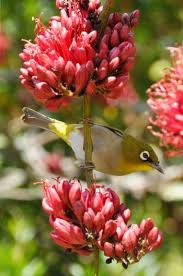 Image result for Schotia brachypetala