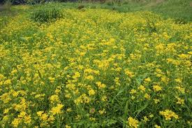 Image result for Rorippa nudiuscula