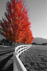 Beautiful Black And White Pictures Of Nature Beautiful Fiery Orange Color Splash Photo Selective Color Photography Nature Photography Trees