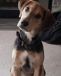 Check spelling or type a new query. 8 Questions Answered About The German Shepherd Lab Mix K9 Web