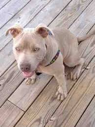 The american pit bull terrier is loyal, tough on itself, and tenacious. Color Help Blue Champagne Or Blue Fawn Go Pitbull Forums