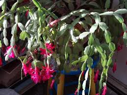 This wonderful flowering cactus likes to grow in a small pot because its roots like to be cramped, in a mixture of. Foliage Follow Up