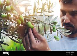 Olive tree branch sunset hi-res stock photography and images