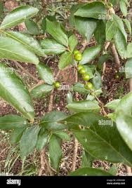 Image result for Vangueria esculenta