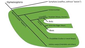 Paraphyletic Fun Facts Bee Evolutionary Biology