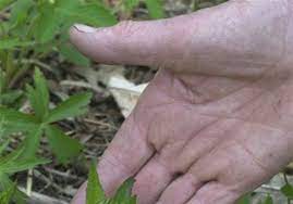 We did not find results for: A Weed By Any Other Name The Blade
