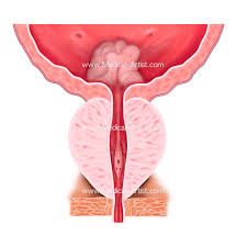 Image result for Prostate Anatomy