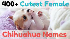 Many people believe that good things happen to those who perform good acts, and this is known as karma. Over 400 Of The Cutest Female Chihuahua Names Chi Pets