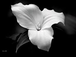 Black And White Flower Pictures Wall Art Black And White Trillium Flower Print Flower Photography Etsy Black And White Flowers Floral Wall Art Prints Black And White Canvas