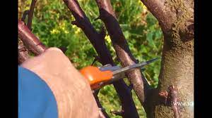 Here are a couple of videos that i hope will give beginners a bit of pruning confidence. Pruning Plum Trees Youtube