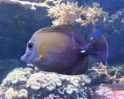 Image result for Oxyanthus strigosus