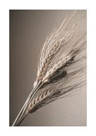 Wheat Straw No 2 Poster Wheat Straw Photo Art Chanel Decor