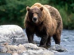 I think these are my favourites for a combination of being perfectly photographed, showcasing the beautiful fur on the bear at its best, the setting/background and the moment captured. The Best Bear Caliber The Christian Sportsman