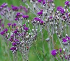 Image result for Vernonia natalensis