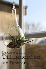 Steindeko Am Fenster Mit Tillandsien Dekoration Diy Deko Selber Machen Und Schone Deko