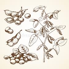 Record growth / progress (date, cm, leaves) • draw and label own bean plant; Hand Drawn Graphic Sketch Vector Illustration Set Of Soy Beans Stock Vector Illustration Of Collection Harvest 93233008