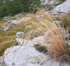 Image result for Avenella