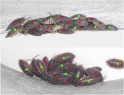 The hard exoskeleton reduces water. Sensitivity Of Density Dependent Threshold To Species Composition In Arthropod Aggregates Scientific Reports