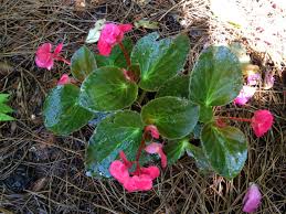 Begonias are perhaps one of the most enduring and traditional houseplants you'll come across. How To Propagate Begonias Hgtv