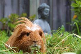 Pin On Guinea Pigs