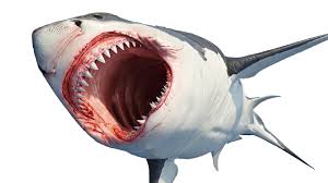 10 things megalodon could swallow whole. What Did Megalodon Eat Secret Revealed Max Hawthorne