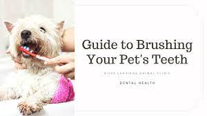 Pet first animal hospital, owned by dr. Guide To Brushing Your Pet S Teeth River Landings Animal Clinic In Bradenton Florida