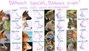 Animal Face Shapes Animal Drawings Furry Drawing Drawings