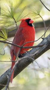 Birds In My Area Now Cardinal In A Tree Beautiful Birds Cardinal Birds Backyard Birds