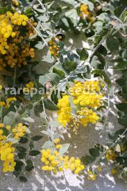 Image result for Acacia podalyriifolia