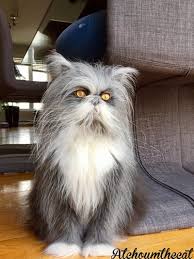 The lykoi (commonly called wolf cat, and sometimes werewolf cat) is a natural mutation from a domestic shorthair that looks like the popular idea of a werewolf. Atchoum The Cat Official Website Home