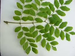 Image result for Erythrophleum