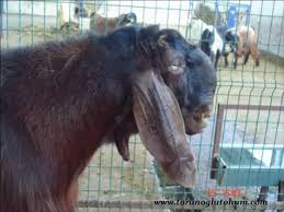 Beslenmede önemi bilinen hayvancılık sektörü et, süt, yumurta. Halep Kecisi Satilik Satilik Halep Kecisi Damizlik Halep Kecileri Dailymotion Video