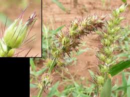 Image result for Cenchrus