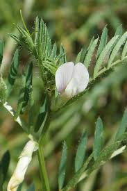 Image result for Lens culinaris