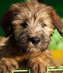 Çocuklu aileler, aktif bekarlar, bahçeli evler, bekçi köpeği. Sapsali Sapsal Gae Sapsaree Exorcising Dog Ghost Hunting Clever Dog Info Temperament Charakteristik Bilder Preise Typische Krankheiten