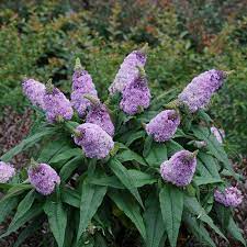 Pugster Amethyst Butterfly Bush Buddleia X Butterfly Bush Butterfly Plants Perennials