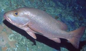 ‏ايكن سياكڤ‎‎) atau juga dikenali sebagai ikan kakap putih, merupakan ikan air tawar dan air masin. 8 Cara Budidaya Ikan Kakap Putih Yang Mudah Di Lakukan