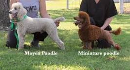 Image of Mini Moyen Poodle