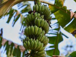 15 what causes banana tree leaves to turn yellow? A Guide To Cold Hardy Banana Trees This Old House