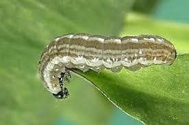 Image result for Hadena perplexa