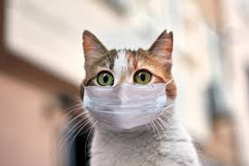 How does cancer kill a cat? Study Confirms Cats Can Become Infected With Covid 19
