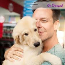 Curso Online Passo a passo para educar filhotes de cães * Alexandre Rossi -