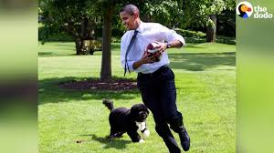 Obama dog bo, a 'true friend and loyal companion,' dies from cancer. Bo Sunny Obama Say Goodbye To The White House Youtube