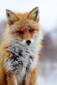 What Does The Fox Say Lol But This Fox Is So Pretty 3 Animals Animals Wild Nature Animals