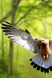 Eagle Bird Forest Green Trees 4k Wallpaper Best Wallpapers Cool 4k wallpapers ultra hd background images in 3840×2160 resolution.