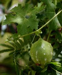 Image result for Momordica pterocarpa