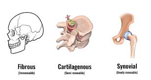 Types Of Joints Synovial Cartilaginous Fibrous Explained