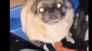 Тот самый танцующий мопс из инстаграма dancing pug from instagram and