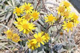 Image result for Asterochaete