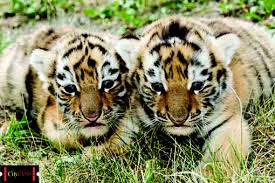 I have been to the singapore zoo, perth zoo, ueno zoo ,san diego zoo and was thinking that toronto. Toronto Zoo